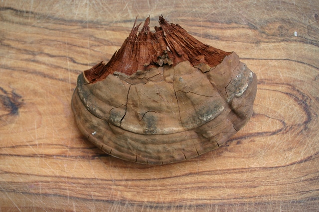 Ganoderma su faggio ammalato (Ganoderma adspersum)